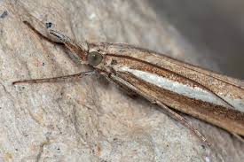 Attēlu rezultāti vaicājumam “Agriphila selasella”