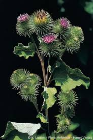 Attēlu rezultāti vaicājumam “Arctium lappa”