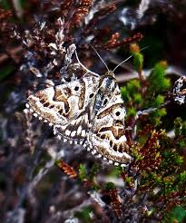 Attēlu rezultāti vaicājumam “Callistege mi”