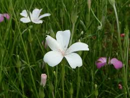 Image result for Agrostemma githago