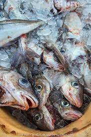 Image result for Merlangius merlangus