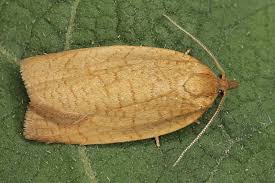 Attēlu rezultāti vaicājumam “Aphelia viburniana”