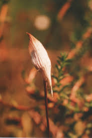 Attēlu rezultāti vaicājumam “Polytrichum juniperinum sporophyte”