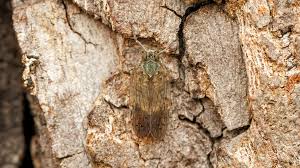 Attēlu rezultāti vaicājumam “Cixiidae”