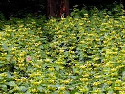 Attēlu rezultāti vaicājumam “Lamiastrum galeobdolon”