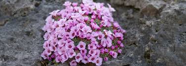 Image result for Steinbrech