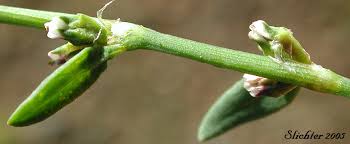 Attēlu rezultāti vaicājumam “Polygonum aviculare leaf”
