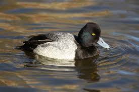 Image result for Aythya affinis