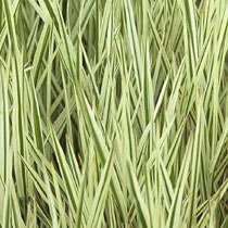 Attēlu rezultāti vaicājumam “Holcus mollis”