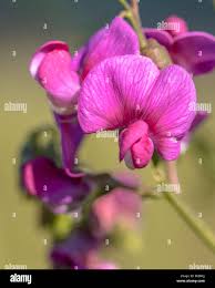 Attēlu rezultāti vaicājumam “Lathyrus tuberosus flower”