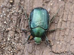 Attēlu rezultāti vaicājumam “Anomala dubia”