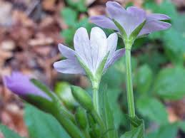 Attēlu rezultāti vaicājumam “Epilobium montanum flower”