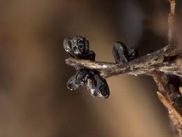 Attēlu rezultāti vaicājumam “Tubifera applanata spores”