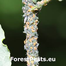 Attēlu rezultāti vaicājumam “Aphis farinosa”