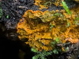 Attēlu rezultāti vaicājumam “Physarum psittacinum young”