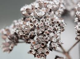 Attēlu rezultāti vaicājumam “Origanum vulgare bud”