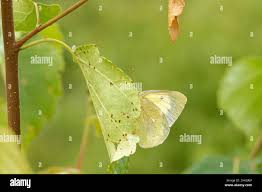 Attēlu rezultāti vaicājumam “Colias palaeno”