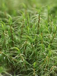 Attēlu rezultāti vaicājumam “Dicranum majus”