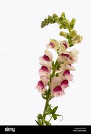 Attēlu rezultāti vaicājumam “Antirrhinum majus flower”