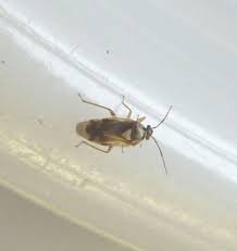 Attēlu rezultāti vaicājumam “Lygus pratensis imago”