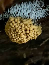 Attēlu rezultāti vaicājumam “Badhamia lilacina macro”