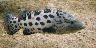 Image result for Epinephelus tukula