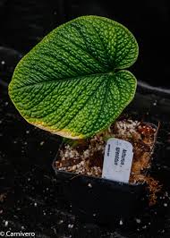 Attēlu rezultāti vaicājumam “Exobasidium splendidum”