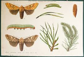 Attēlu rezultāti vaicājumam “Panolis flammea”