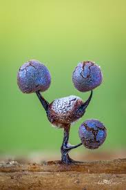 Attēlu rezultāti vaicājumam “Physarum diderma”