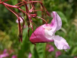 Attēlu rezultāti vaicājumam “Impatiens glandulifera flower”