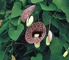Attēlu rezultāti vaicājumam “Aristolochia durior”