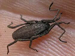 Attēlu rezultāti vaicājumam “Arachnida”