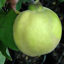 Attēlu rezultāti vaicājumam “Cydonia oblonga fruit”