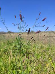 Attēlu rezultāti vaicājumam “Thesium ebracteatum leaf”