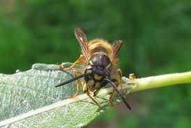 Attēlu rezultāti vaicājumam “Dolichovespula media”