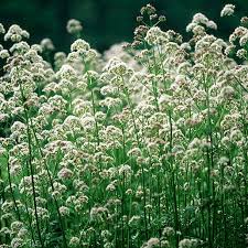 Image result for Valeriana officinalis