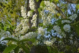 Attēlu rezultāti vaicājumam “Prunus padus var. roseiflora”