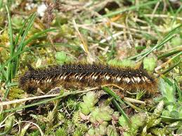 Attēlu rezultāti vaicājumam “Euthrix potatoria larva”
