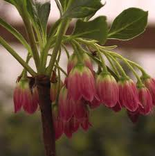 Attēlu rezultāti vaicājumam “Enkianthus campanulatus flower”