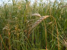 Attēlu rezultāti vaicājumam “Triticum aestivum”