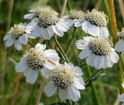 Image result for Achillea Ptarmica