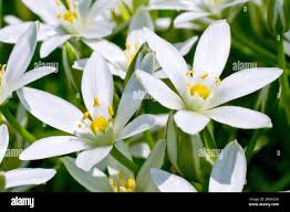Attēlu rezultāti vaicājumam “Ornithogalum umbellatum flower”