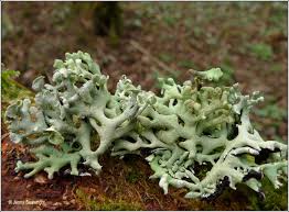 Attēlu rezultāti vaicājumam “Hypogymnia physodes”