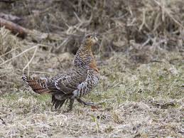 Attēlu rezultāti vaicājumam “Tetrao urogallus female”