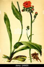 Image result for Hieracium aurantiacum