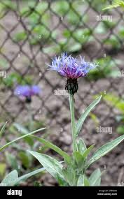 Attēlu rezultāti vaicājumam “Centaurea stoebe flower”