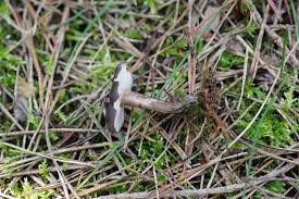 Attēlu rezultāti vaicājumam “Lactarius lygniotus”