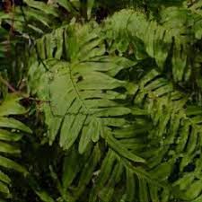 Attēlu rezultāti vaicājumam “Polypodium vulgare”