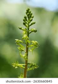 Attēlu rezultāti vaicājumam “Listera ovata fruit”