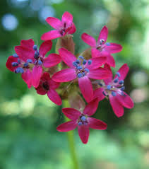 Attēlu rezultāti vaicājumam “Silene tatarica leaf”